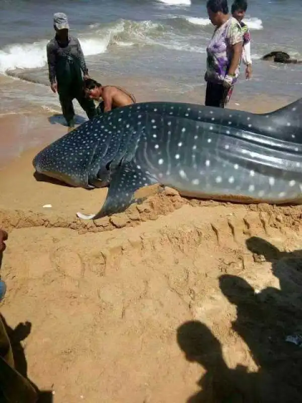 Photo: See The Massive Whale Shark Which Was Found Dead In Chinese Coastal Waters